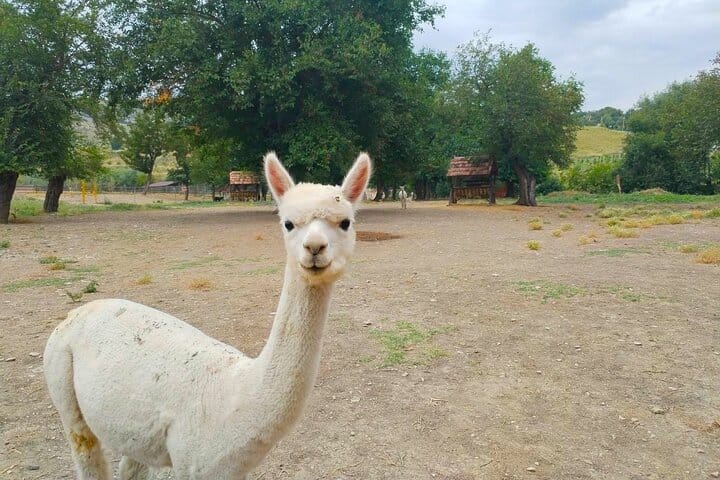 Shamakhi-tour-Alpaca-tour-tour-Azerbaijan-winery