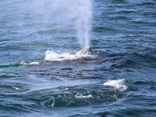 Whale blowing water from its blowhole near Reykjavík Iceland