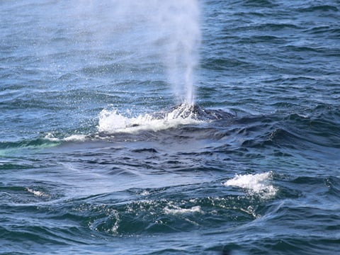 Whale blowing water from its blowhole near Reykjavík Iceland