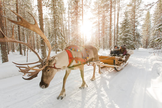 Reindeer Farm Visit & Sled Ride