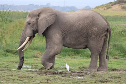 5-Day Safari Tour of Amboseli and Tsavo National Parks