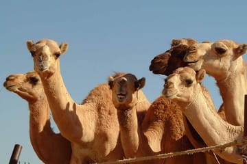 Private Tour : Al Ain City Sightseeing with Lunch from Dubai