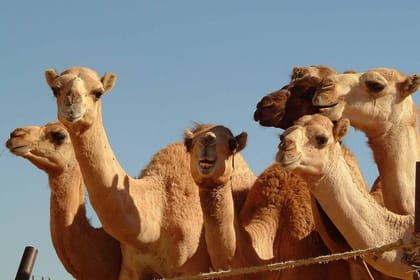 Private Tour : Al Ain City Sightseeing with Lunch from Dubai