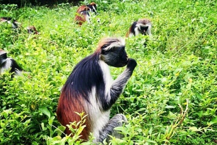 8 Days Zanzibar Discovery Adventure