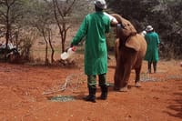 David Sheldrick Elephant orphanage