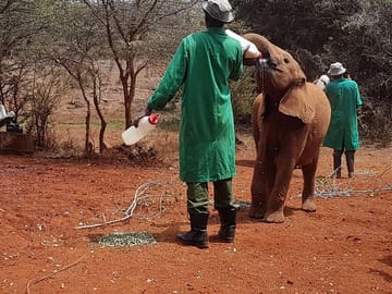 David Sheldrick Elephant orphanage