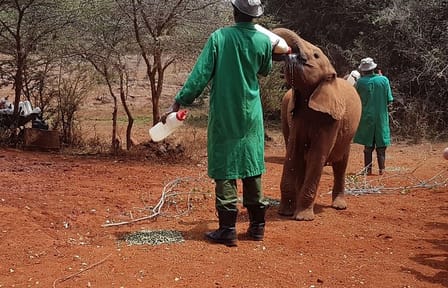 Nairobi-Half-Day Tour to David Sheldrick Elephant Orphanage