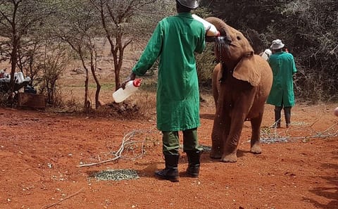 Half-Day Tour of David Sheldrick Elephant Orphanage in Nairobi