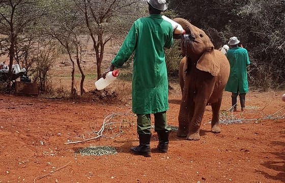 Nairobi-Half-Day Tour to David Sheldrick Elephant Orphanage