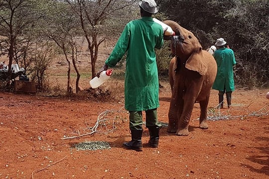 Nairobi-Half-Day Tour to David Sheldrick Elephant Orphanage