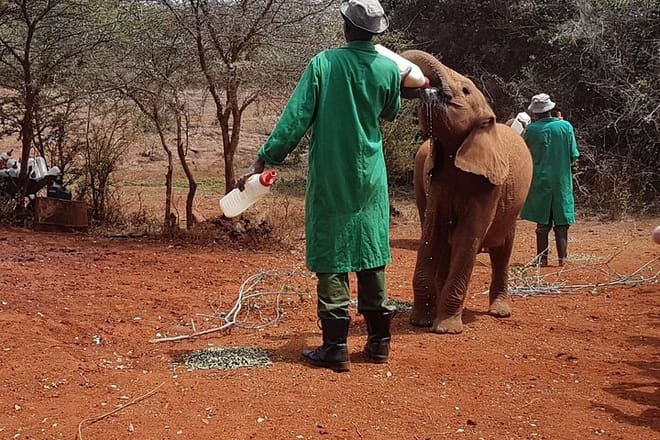 David Sheldrick Elephant orphanage