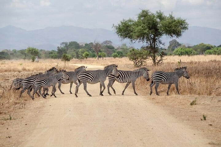 Mikumi National Park 2 Day Safari from Zanzibar or Dar es Salaam
