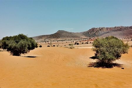 Agadir Safari: Explore Massa National Park & Berber Culture Adventure