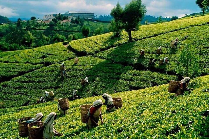 Glamourous Sri Lanka 7 Days Tour