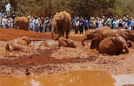 Giraffe Center and Elephant Orphanage Daily Tour