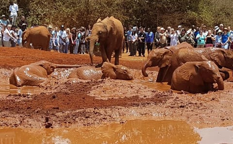 Giraffe Center and Elephant Orphanage Tour in Nairobi