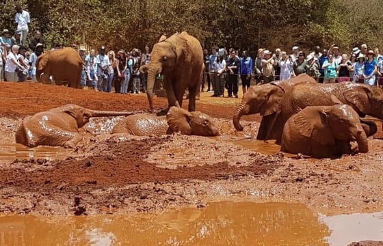 Giraffe Center and Elephant Orphanage Daily Tour