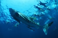 Sea of Cortez Combo: Whale Sharks, Sea Lions & Balandra Beach 1