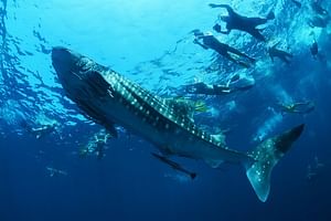 Sea of Cortez Combo: Whale Sharks, Sea Lions & Balandra Beach