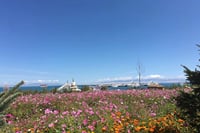 Private Day Tour to Qinghai Lake and Chaka Salt Lake from Xining 7