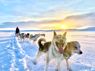 Dog Sledding Near Reykjavik , photo 7