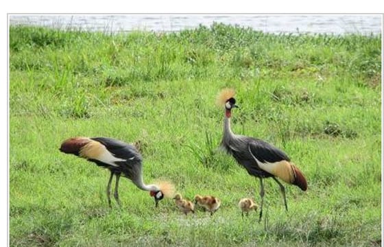 3-Day Masai Mara Wilderness Discovery Kenya Private Tour Safari