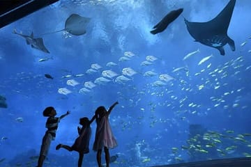 Hurghada Grand Aquarium Discovery Tour with Tickets & Transfers