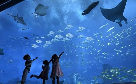 Hurghada Grand Aquarium Discovery Tour with Transfers