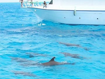 Snorkeling and Dolphin Swimming Tour at Orange Bay, Egypt