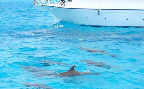 Snorkeling and Dolphin Swimming Tour at Orange Bay, Egypt