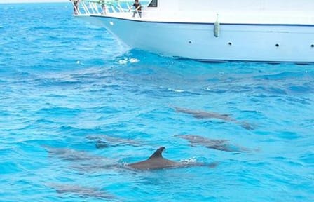 Snorkeling and Dolphin Swimming Tour at Orange Bay, Egypt