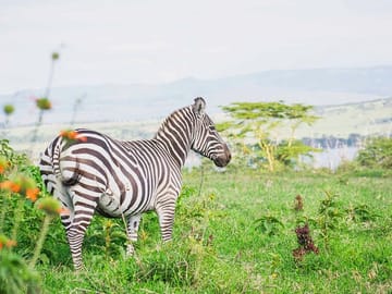 6 Days – Lake Manyara, Serengeti, Ngorongoro & Tarangire Safari