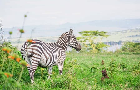 6 Days – Lake Manyara, Serengeti, Ngorongoro & Tarangire Safari
