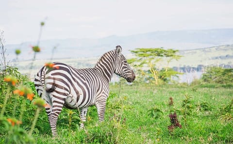 6 Days – Lake Manyara, Serengeti, Ngorongoro & Tarangire Safari