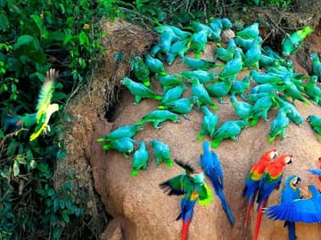 Pmal-03 : In-Depth Amazon Experience – 4 Days inside Rainforest