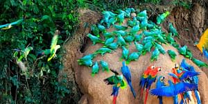 Pmal-04 : Macaw Magic: 3 Days at Tambopata's Clay Lick