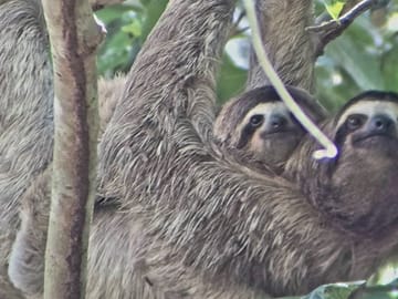 Ancon Hill Eco Walk: Wildlife Viewing and City Views in Panama City