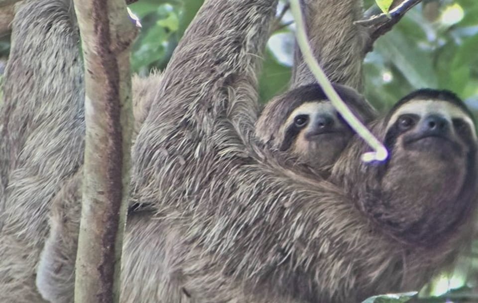 Ancon Hill Eco Walk: Wildlife Viewing and City Views in Panama City