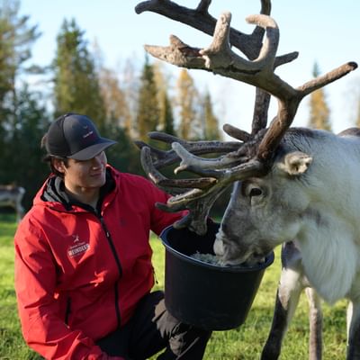 Taava Reindeer Farm – Reindeer & Lapland Traditions Year-Round