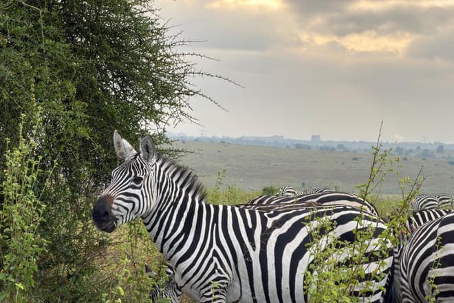 3 Days and 2 Nights Private Maasai Mara Safari 9
