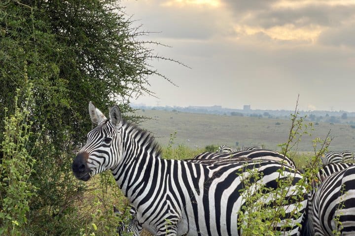 3 Days and 2 Nights Private Maasai Mara Safari 9