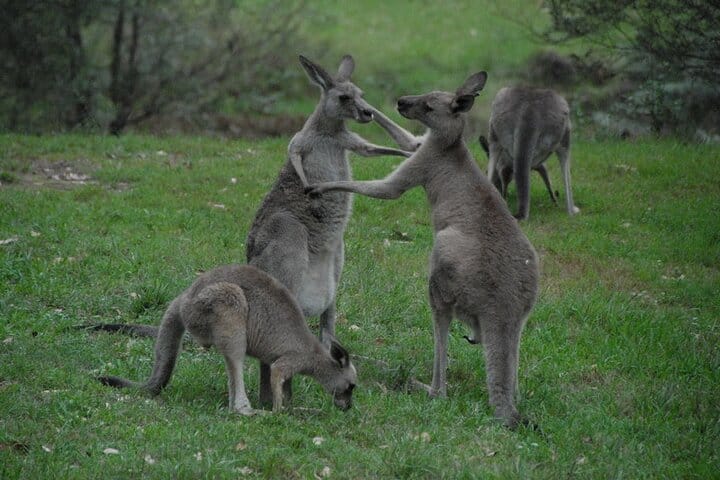 Kangaroo in wildlife in secret Place