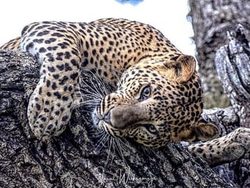 Half-Day Birdwatching and Wildlife Safari in Yala National Park