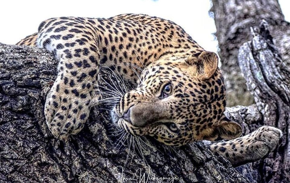 Half Day Activity in Yala Safari