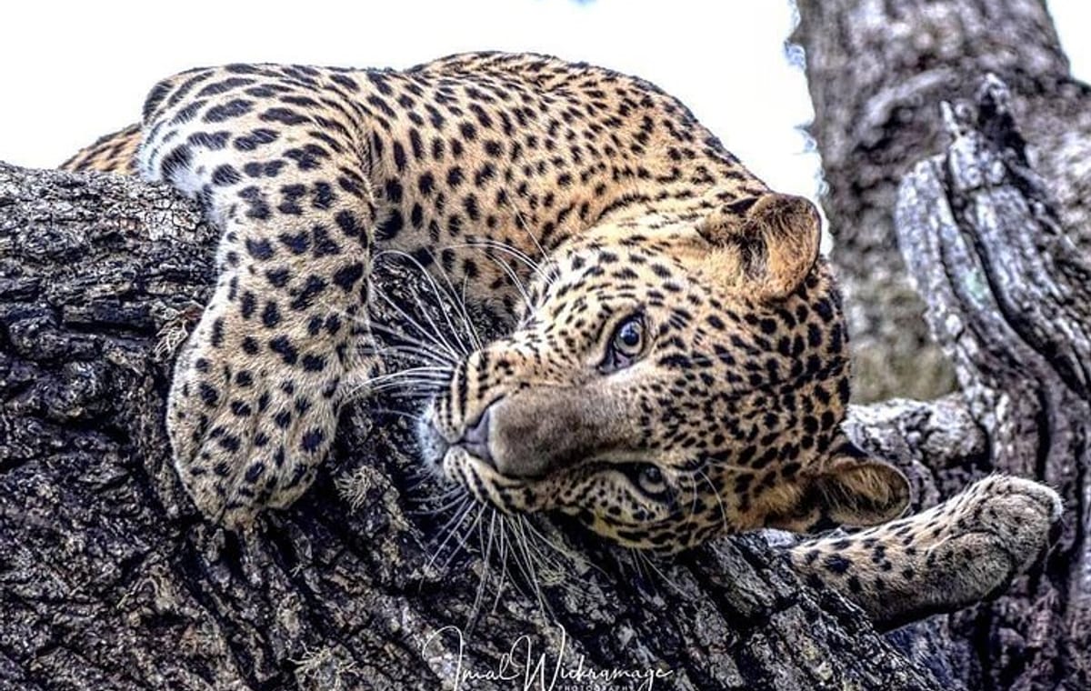 Half Day Activity in Yala Safari