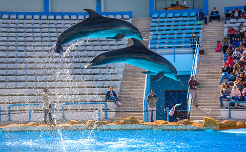 Dolphin Show and Semi-Submarine Tour at Makadi Beach, Hurghada