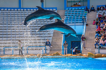 Dolphin Show and Semi-Submarine Tour at Makadi Beach, Hurghada