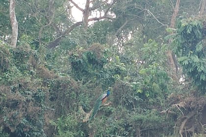 Full Day Jeep Safari in Chitwan National Park