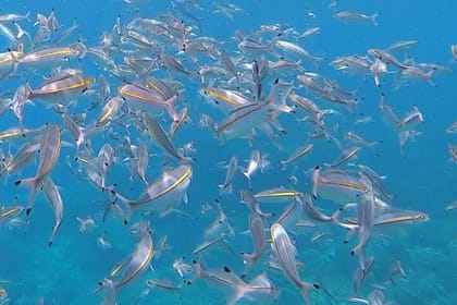 3 Hour Guided Scuba Diving in Trincomalee