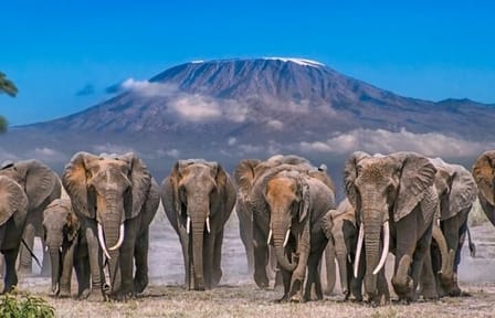 Overnight Safari to Amboseli National Park